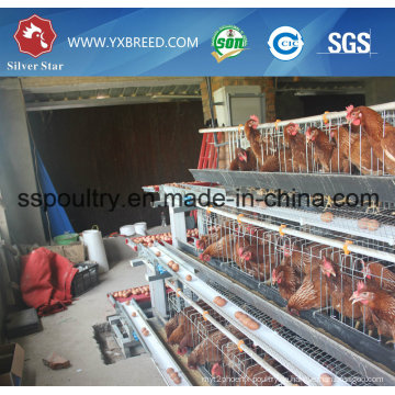 Silver Star Factory Outlet Geflügel Ausrüstung Hühnerkäfig